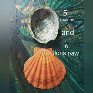 2 Big Shells